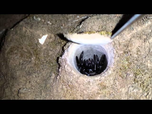 California trapdoor spider