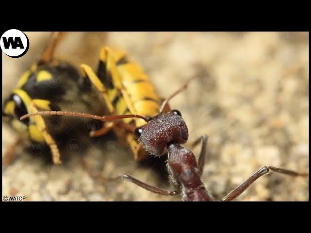 Voici Pourquoi Tous les Insectes Ont Peur des Fourmis