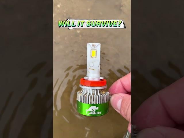 Throw Boslla LED Bulbs into the Mud, Will it Still Work?