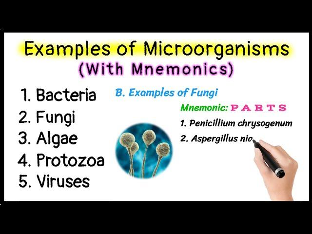 Examples of Microorganisms with Mnemonics | Bacteria | Fungi | Algae | Protozoa | Viruses |