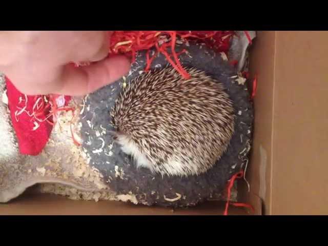 Waking Up a sleeping Pet African Pygmy Hedgehog