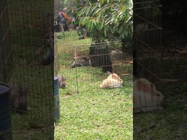 Viral Mesum di depan umum!