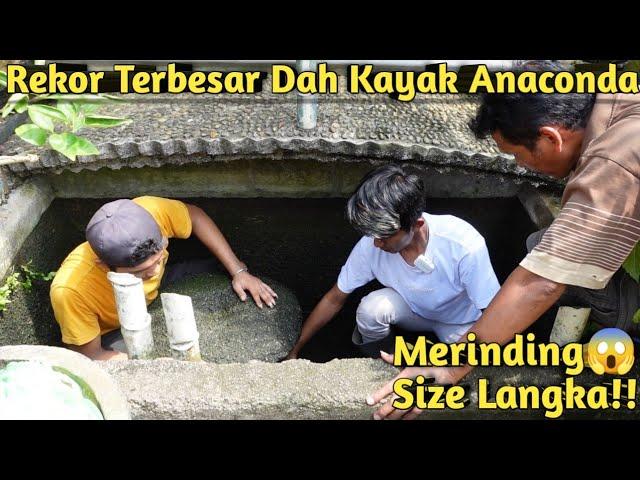 BENERAN NGERI! INI WUJUD TOMAN RAKSASA 1 METER LEBIH PENGHUNI KOLAM