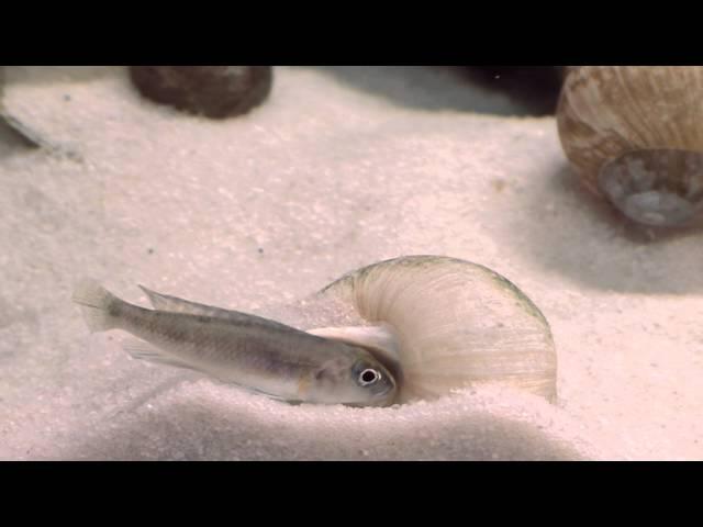 Lamprologus ornatipinnis Kigoma - Tanganyika shell dwellers - Muszlowce.pl