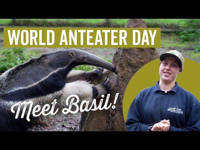 Meet Basil! World Anteater Day