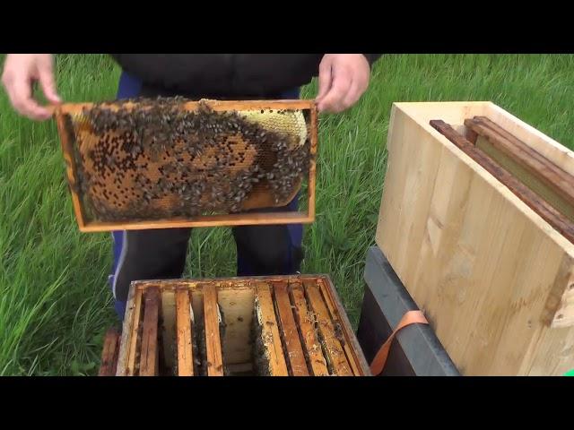 Bienen Ableger Schwarmverhinderung