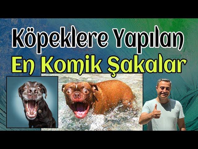 Köpeklere Yapılan İlginç ve Sıradışı Şakalar - The Funniest Dog Pranks