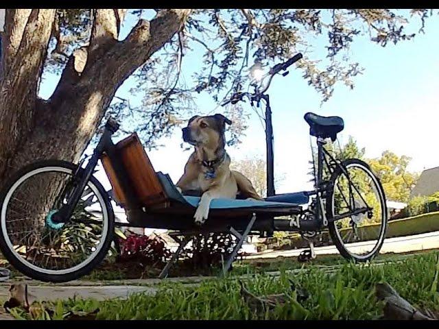 Ollie (my dog) Riding a Cargo Bicycle