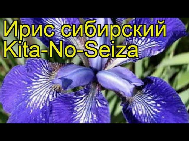 Ирис сибирский Кита-Но-Сеиза. Краткий обзор, описание характеристик iris sibirica Kita-No-Seiza