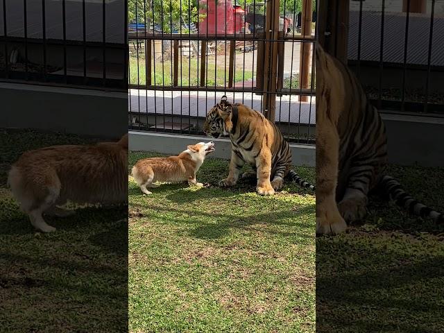 Cute Corgi plays with tiger friend!