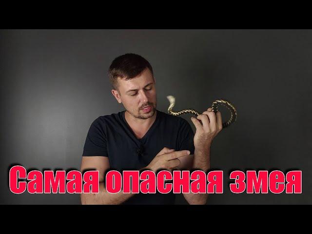 САМАЯ ОПАСНАЯ ЗМЕЯ РОССИИ ШАХМАТНАЯ гАДЮКА !!!