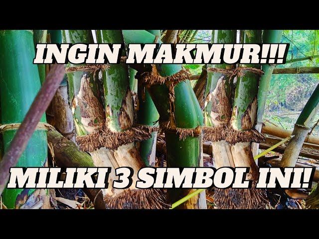 BILA MELIHAT BAMBU SEPERTI INI LANGSUNG POTONG BAWA PULANG!!!!