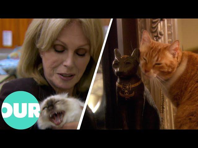 Joanna Lumley & Egypts Countless Cairo Cats | Our World