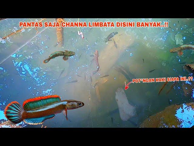 MENYERAMKAN..!! Mancing Channa Limbata Ditempat Angker || Sungai Yang Banyak Ikan Channa Limbatanya