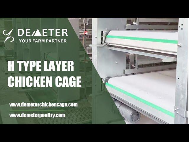 Manure processing for poultry farming with automatic layer chicken cage system