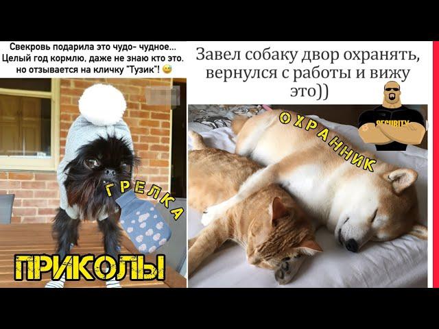 Каждому Тузику грелку ! смотри смешные картинки мемы котики приколы  