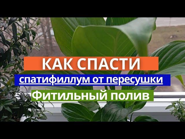  Как спасти спатифиллум от пересушки? Фитильный полив: опыт от новичка