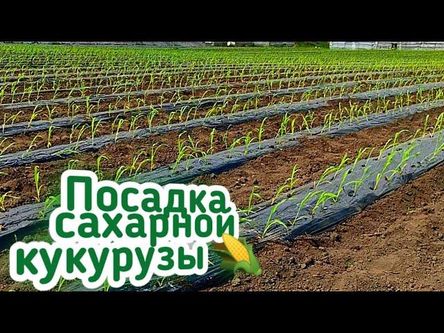 Посадка Сахарной кукурузы рассадой