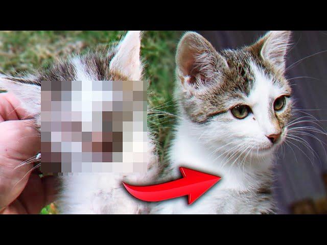 Rescue a kitten. Kitten looking for a home / SANI vlog