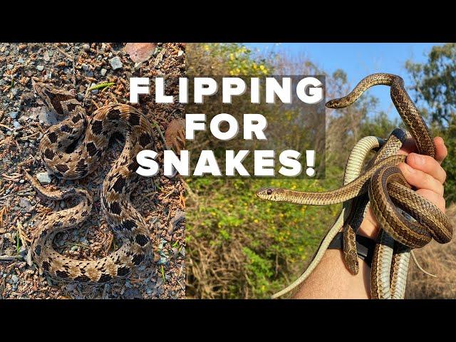 FLIPPING FOR SNAKES AND MONITOR LIZARDS IN SOUTH AFRICA!