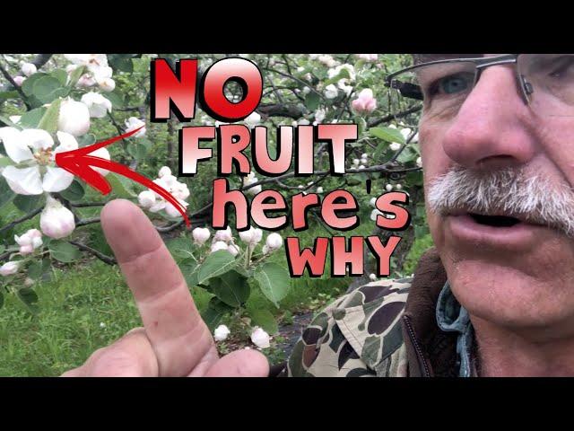 4 Reasons Why Your Fruit Tree is Not Producing Fruit