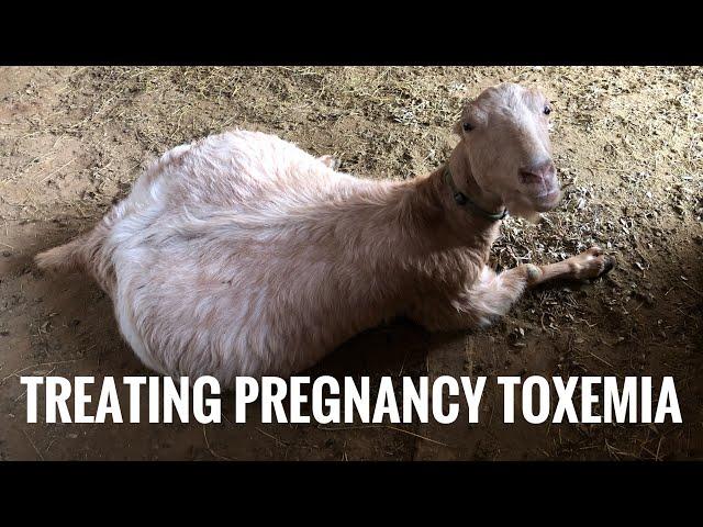 How to Recognize and Treat Pregnancy Toxemia in Goats