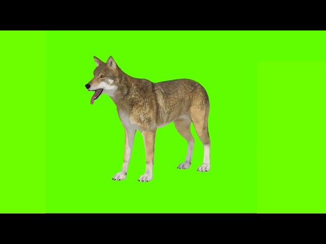 jackal green screen video | siyar green screen video | animal green screen #cartoon