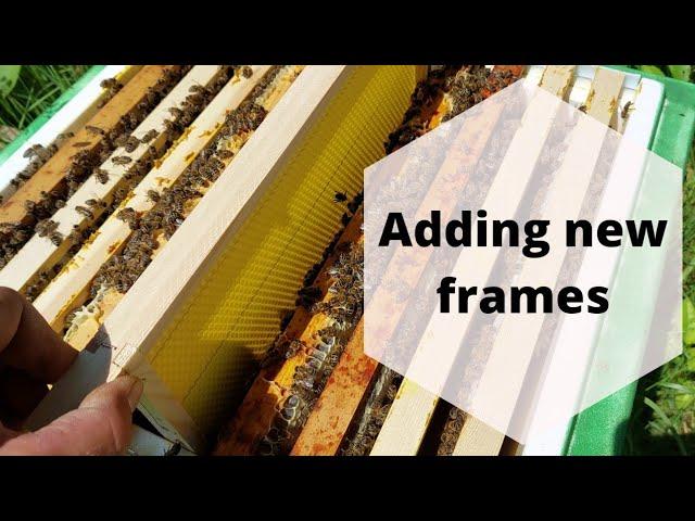 When to add more frames to a small beehive