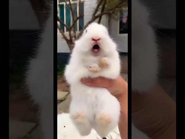 BABY BUNNY CUTE ️ LITTLE RABBIT CRYING / SCREAMING SOUND #shorts #tiktok #bunny #rabbit #cute