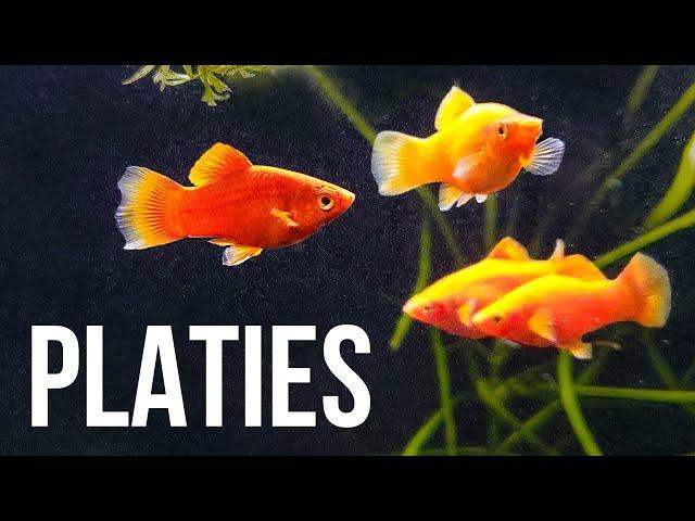 Platy Fish – Best Beginner Livebearer?