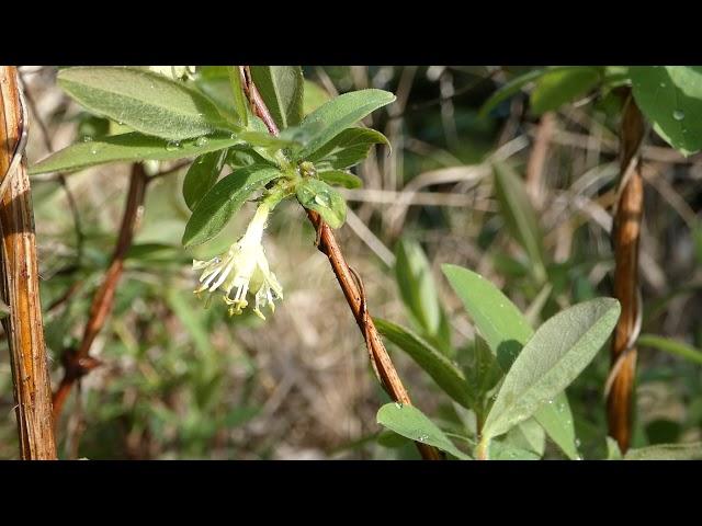 Mai Beere, Honigbeere – Kamtschatka-Heckenkirsche (Lonicera caerulea var. kamtschatica)