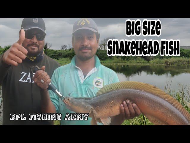 Snakehead fishing catch BPL fishing army🪖 best  Muller frog  propto frog  loca #fishing #viral