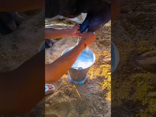 Milking bye hand । buffalo milking bye hand । Buffalo Farm