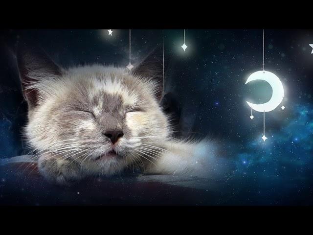 Relaxing Lullaby for Cat and Kitten  (with Cat purring sounds) - CAT MUSIC - 1 HOUR