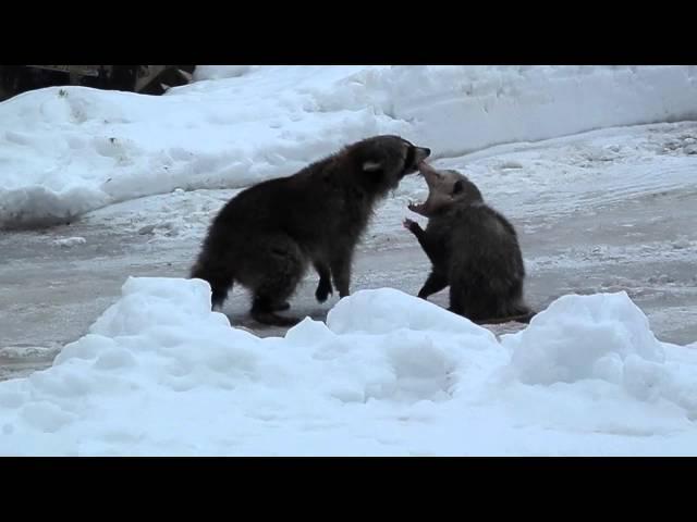 Raccoon & opossum fight