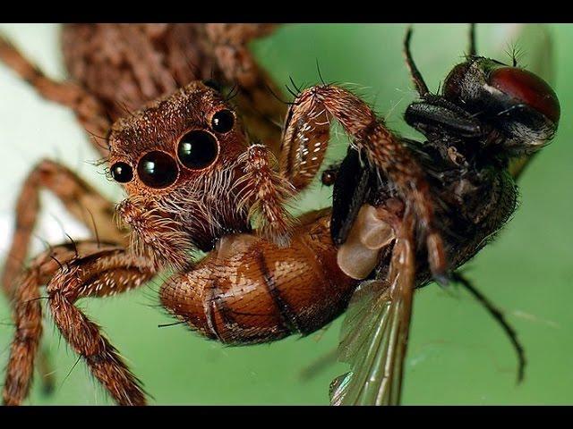 Паук Егор против мухи (Spider Egor VERSUS fly)