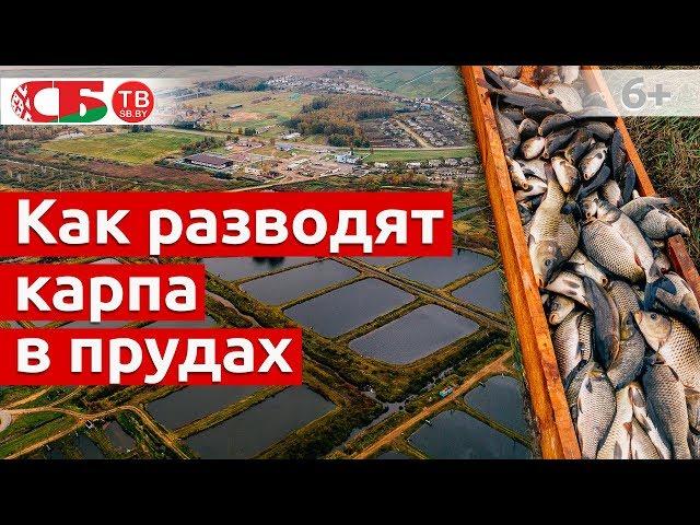 Как разводят карпа в прудах | Сделано в Беларуси