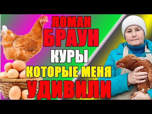 ЛОМАН БРАУН - куры , которые меня УДИВИЛИ.