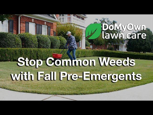 Stop Common Weeds with Fall Pre-Emergent Herbicides | DoMyOwn.com