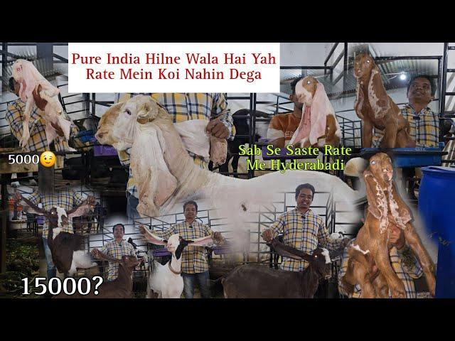 Hyderabadi Goat's Itna Saste Main Koi Nahi Dega Ye Rate 5000 Se Hyderabadi Goat's Dhamaka Offers.