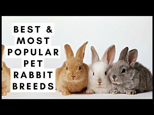 Best & Most Popular Pet Rabbit Breeds