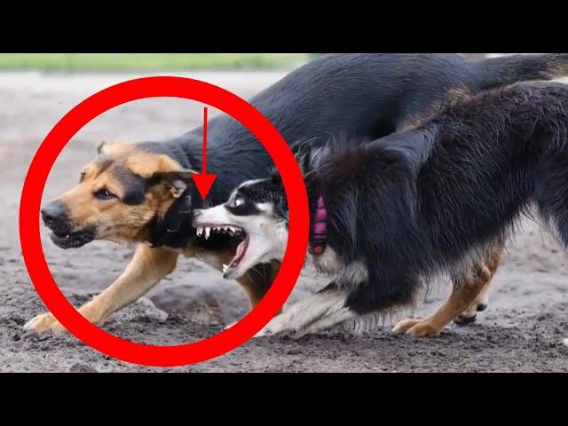 How To Stop Dog Aggression Towards Other Dogs?