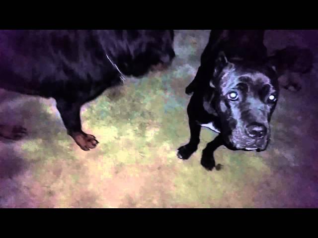 Rotweiller against the puppy Cane Corso