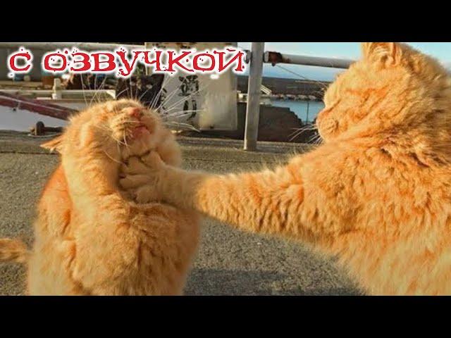 Funny animals! Funniest Cats and Dogs - 105