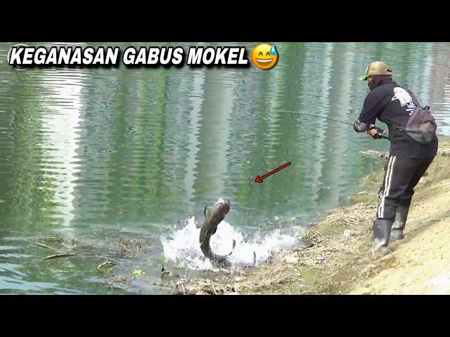 Fishing for monster catfish during Ramadan is a spectacle