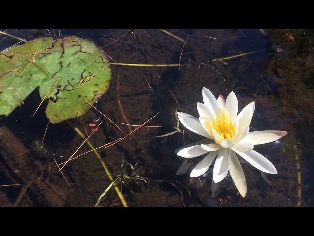 Field Notes Friday: Water Lilies