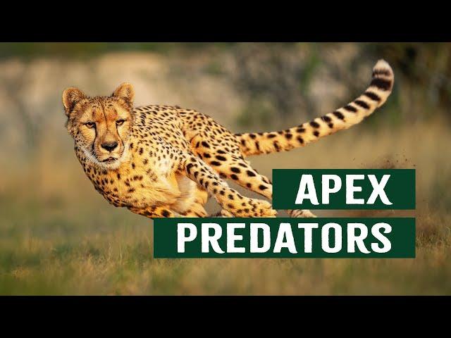 The Ruthless Apex Predators At The Top Of The Animal Kingdom | Top Cats Documentary