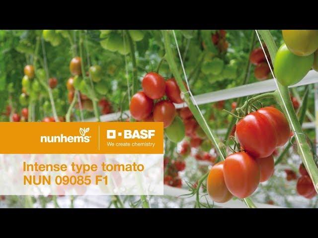 Nunhems Intense tomato NUN 09085 F1