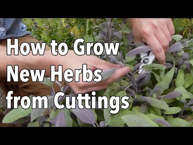 How to Grow New Herbs from Cuttings