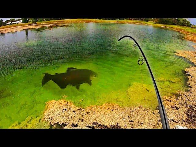 RARE MONSTER FISH in CRYSTAL CLEAR POND!!! (INSANE)